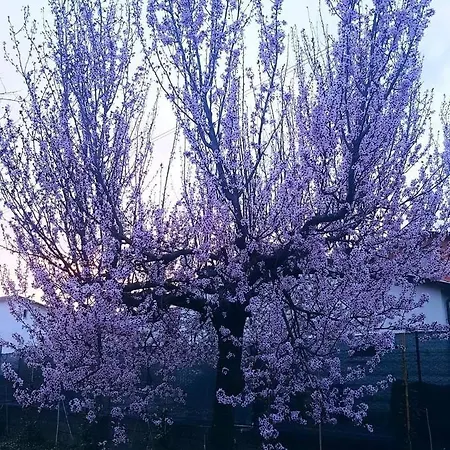 La Pineta *